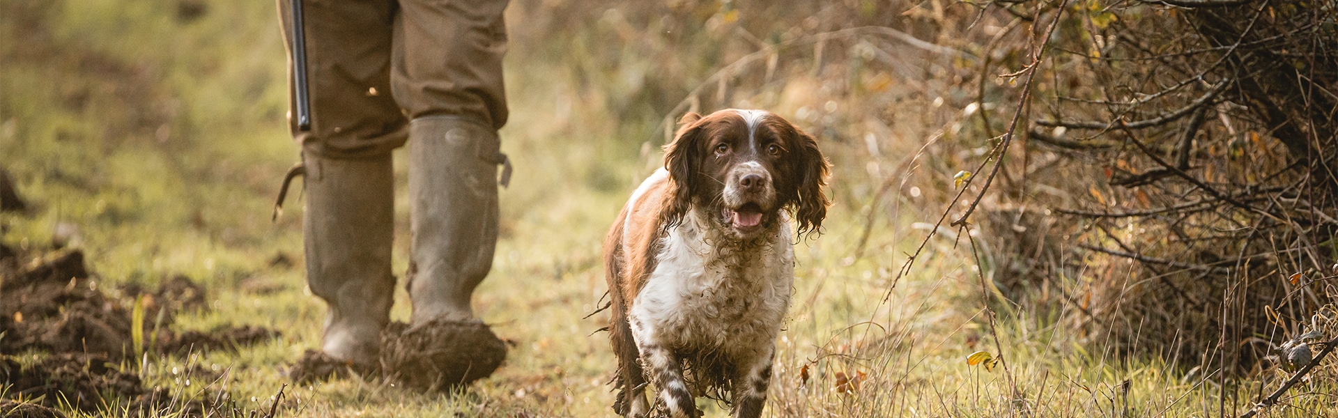 A spaniel walking down a country lane