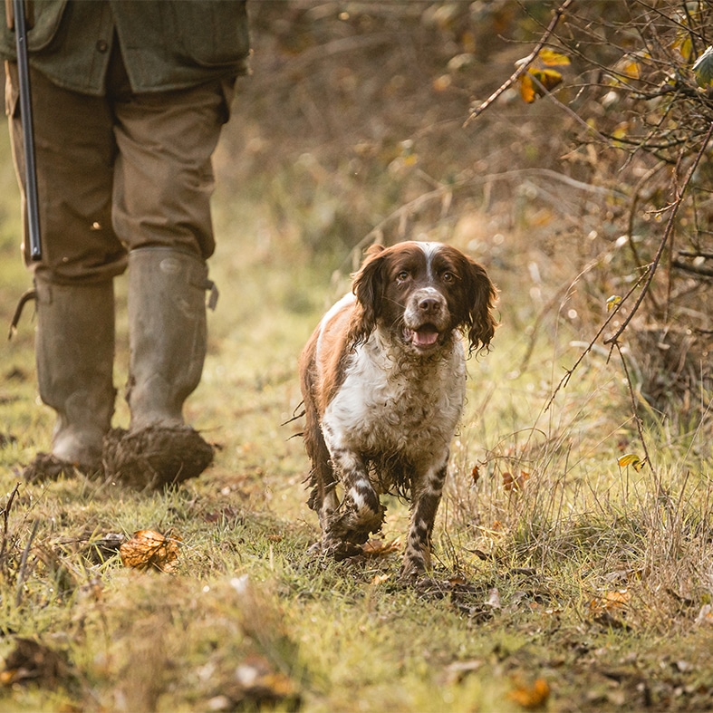 A spaniel walking down a country lane