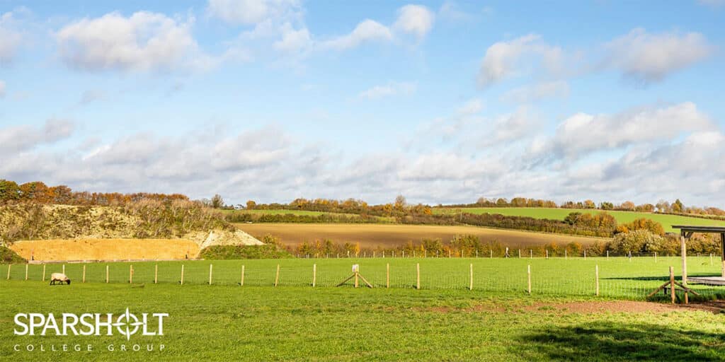 Fields with sheep