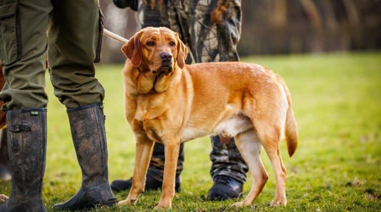 A gundog