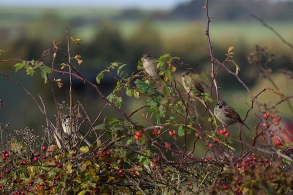 Birds in a hedge