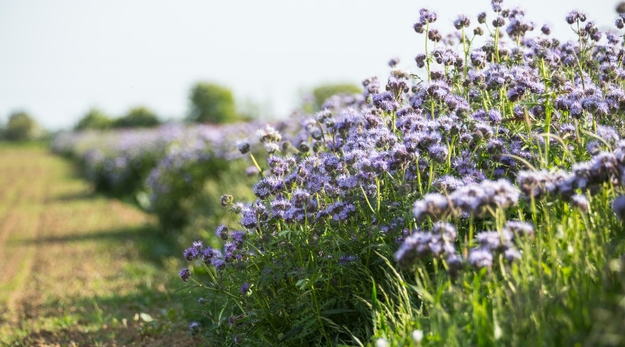 Cover crops