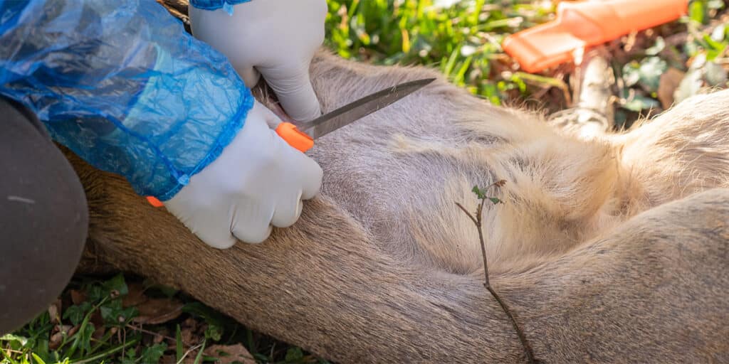 A deer carcass