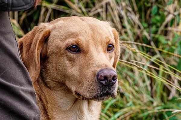 Gundog