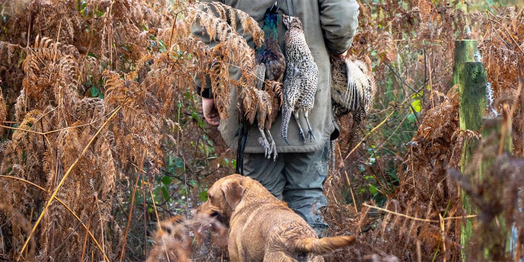 A game shooter carrying pegs with a gundog
