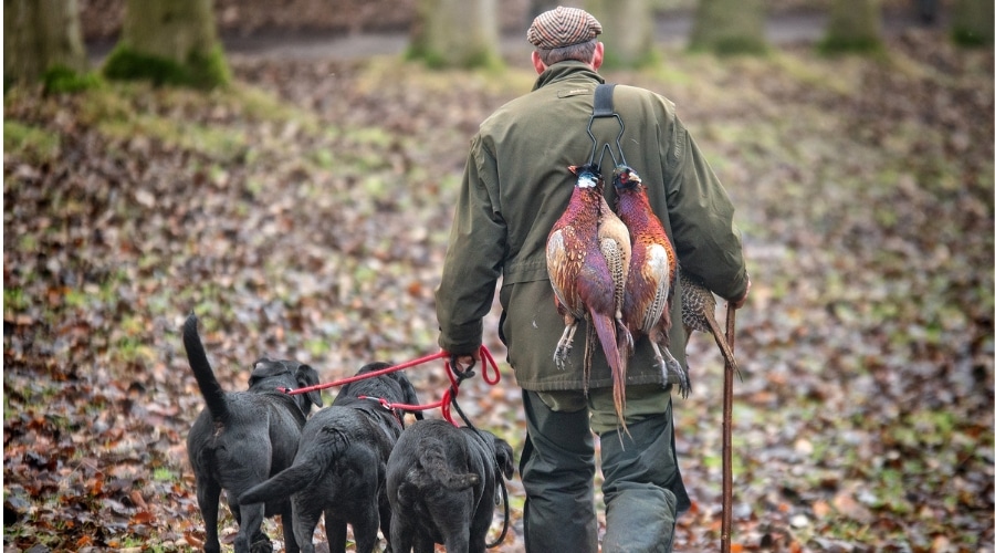 A game shooter walking with three gundogs