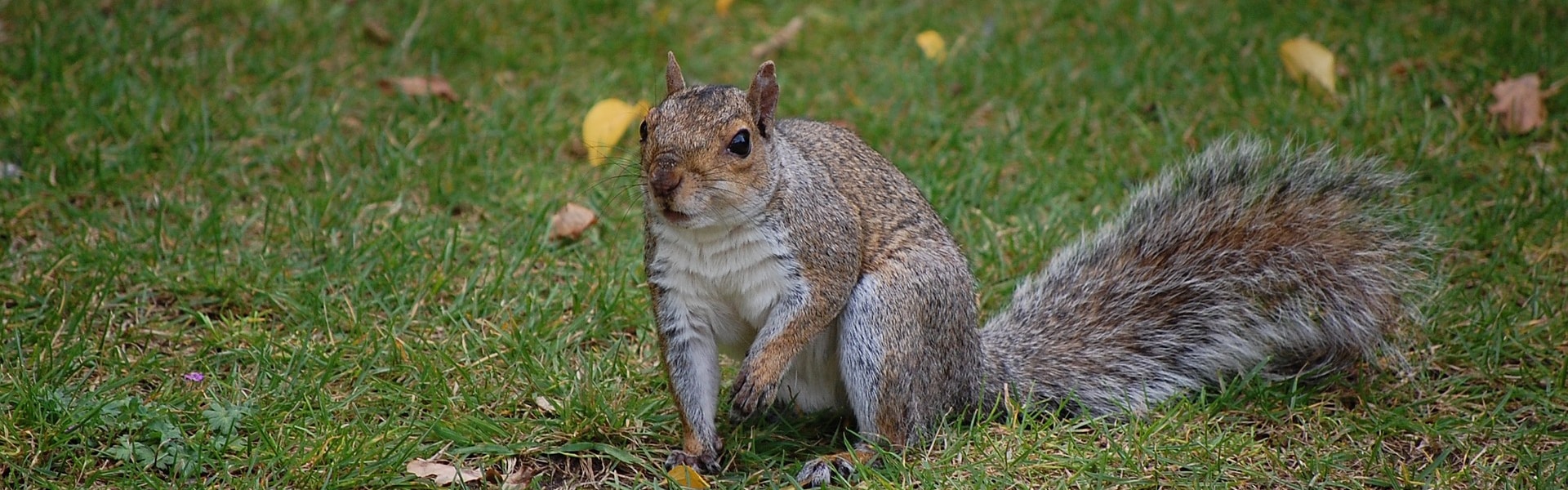 A grey squirrel