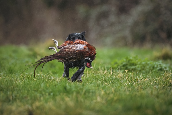 A gundog carrying a pheasant in its mouth