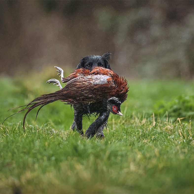 A gundog carrying a pheasant in its mouth