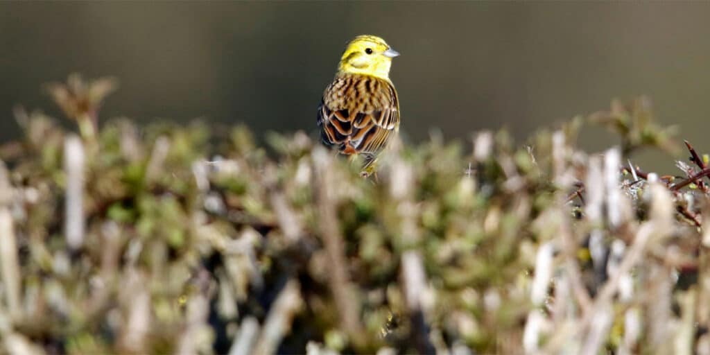 A bird sitting on a hedge