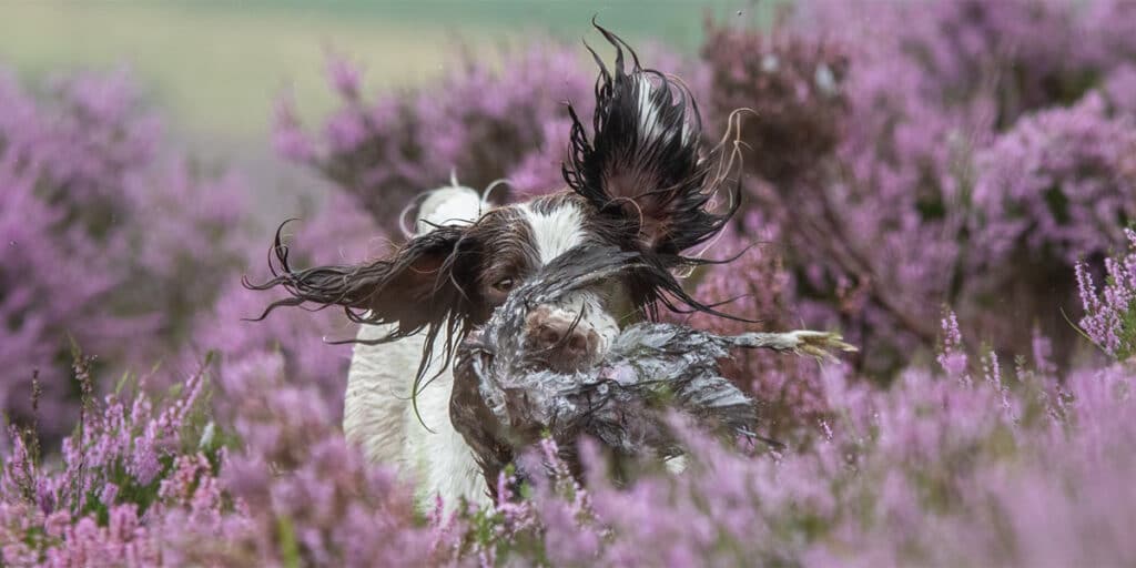 A spaniel carrying a bird in heather