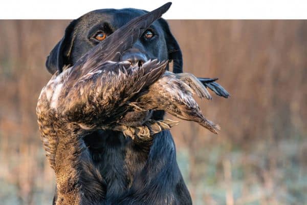 Wildfowling dog with duck