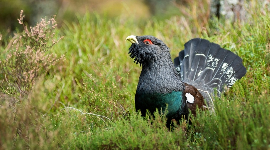 A capercaillie