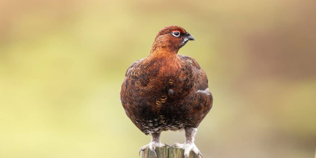 Red grouse on a post