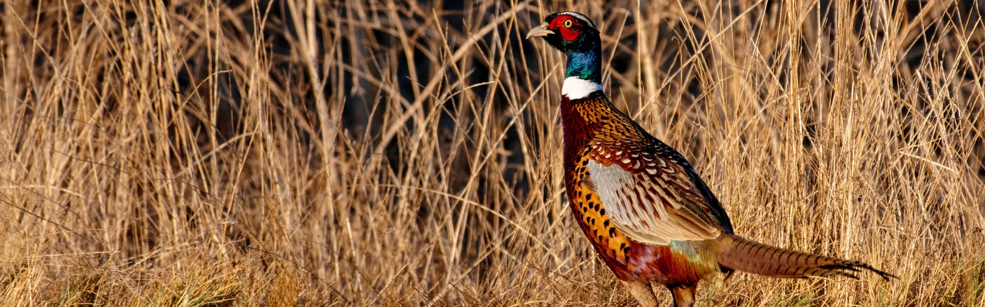 A male pheasant