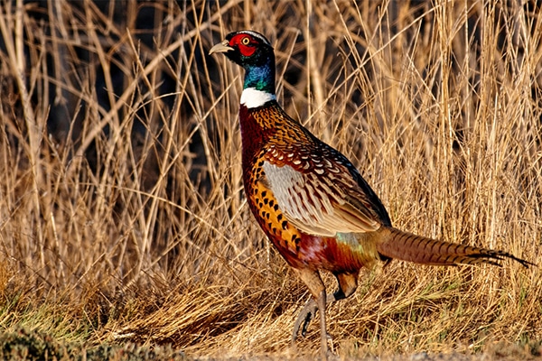 A male pheasant