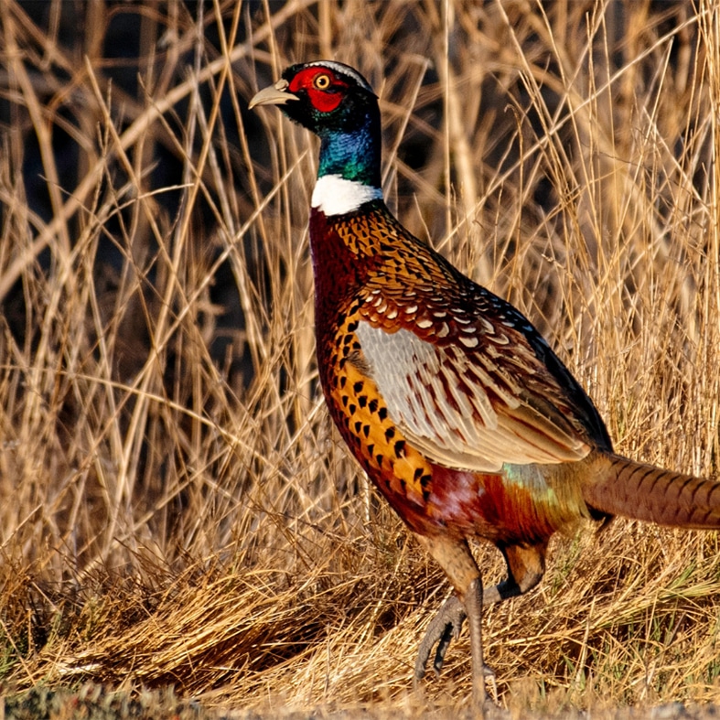 A male pheasant