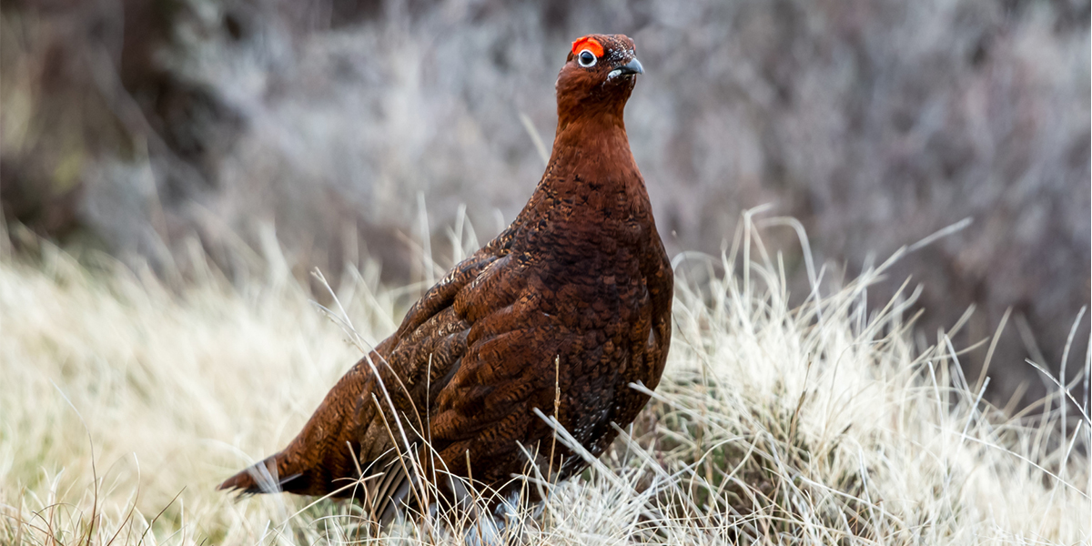 A red grouse