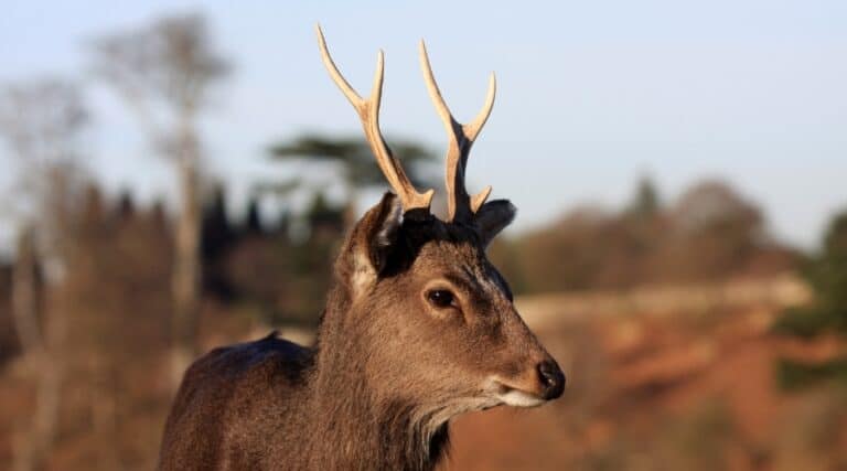 Sika deer