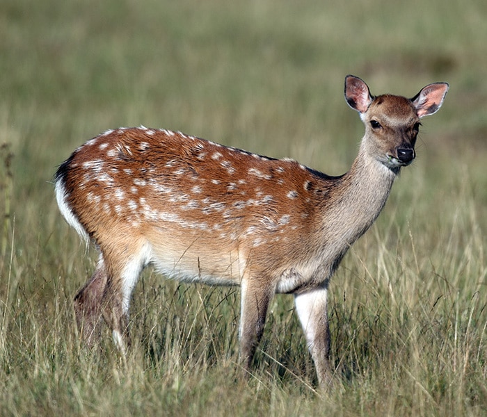 A hind sika