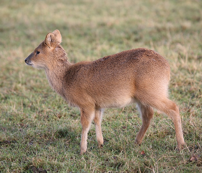 A female Chinese water deer