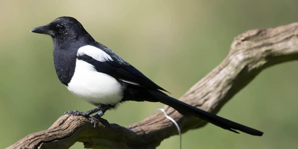 magpie-on-branch
