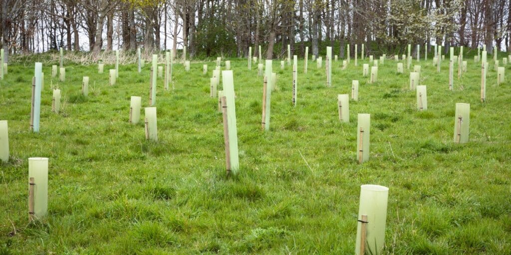 field of planted trees in tubes