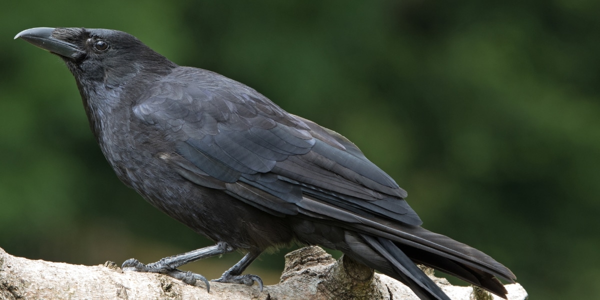 carrion crow