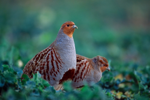 pair of grey partridges