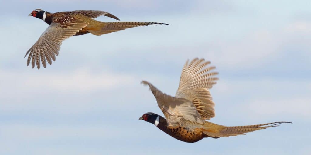 pheasants flying