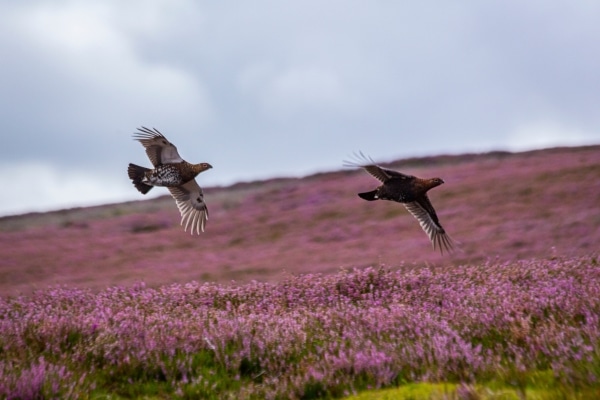 grouse flying