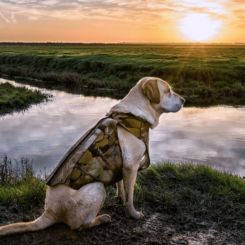 A Labrador sat next to water