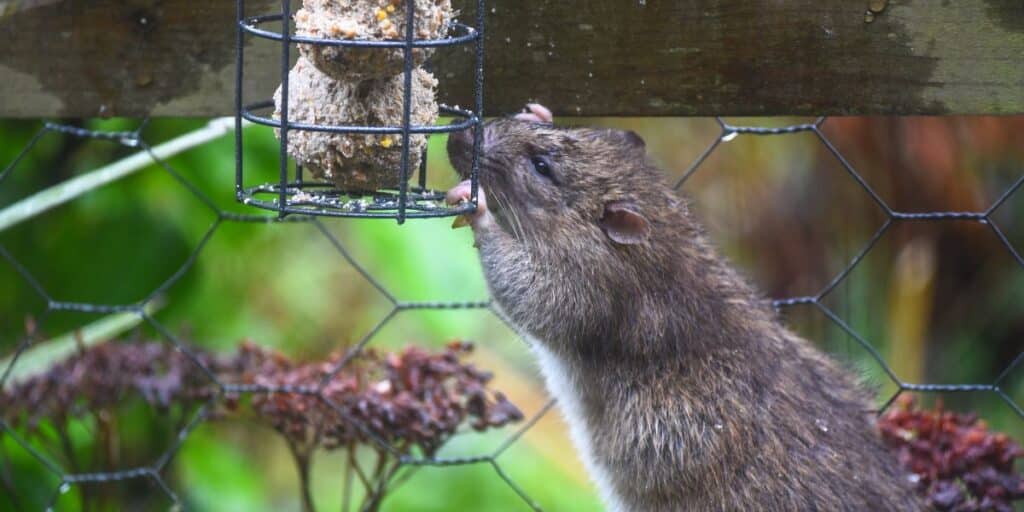 Rat in bird feeder