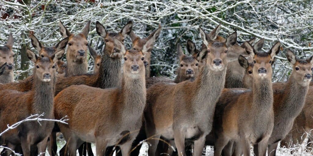 Red deer hinds