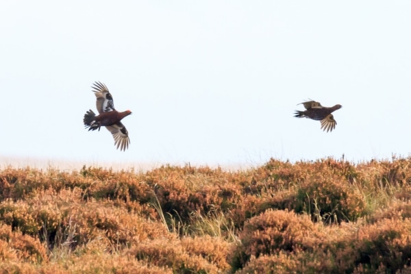 grouse flying over heather
