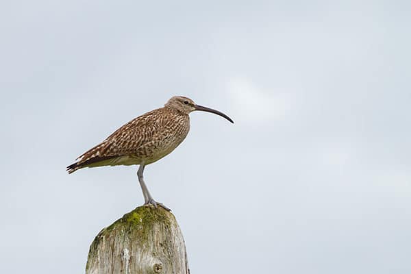 A curlew standing on a wooden post