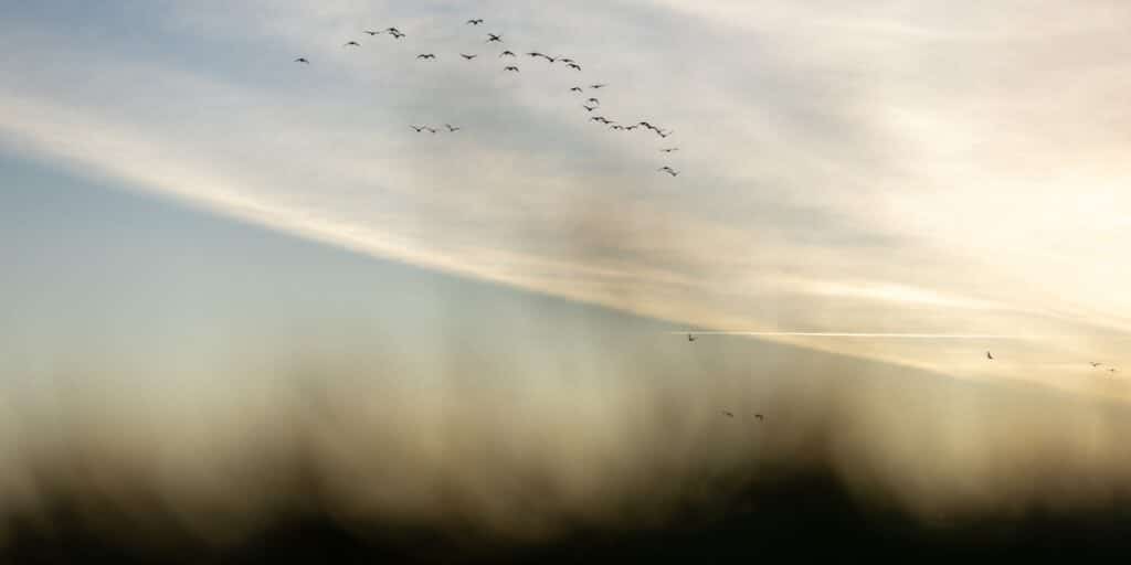 Geese flying over the foreshore