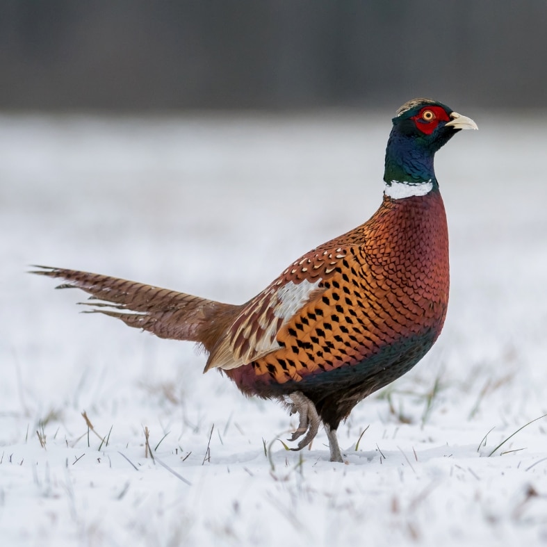 A male pheasant in frost