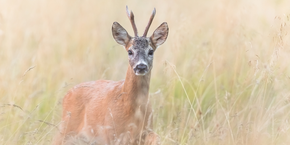 roe deer