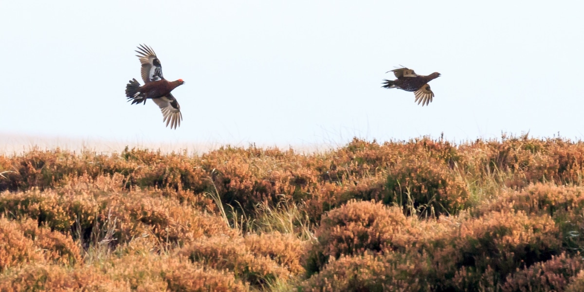 grouse over heather