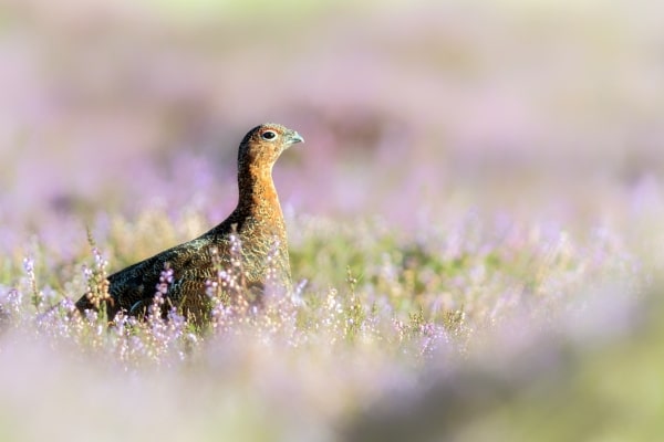 grouse in heather