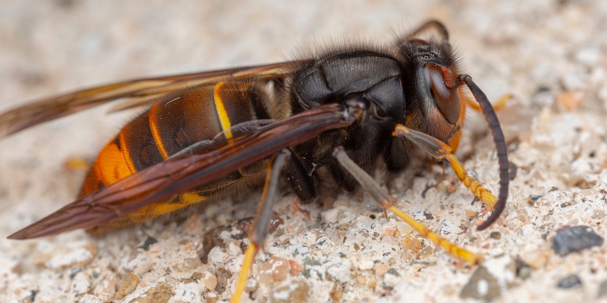 Help stop the invasive Asian hornet from killing our bees