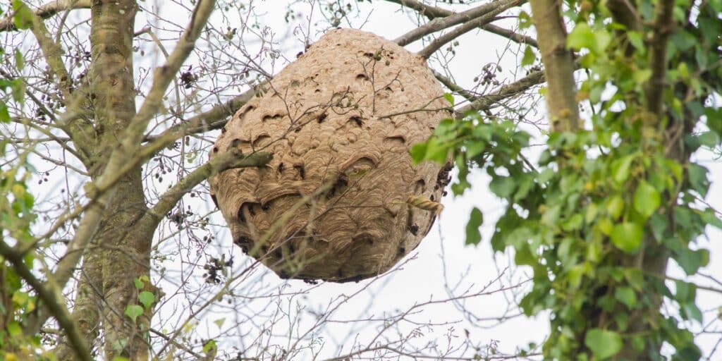 Asian hornet nest in tree