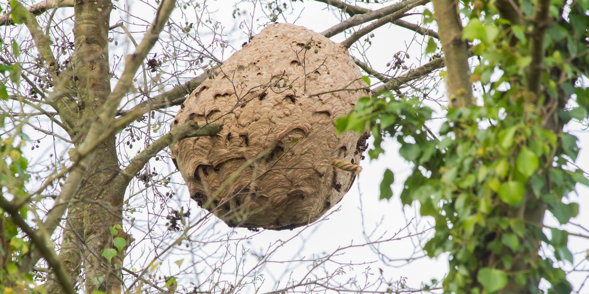 INVASIVE Nederlandse vertaling babla EngelsNederlands woordenboek