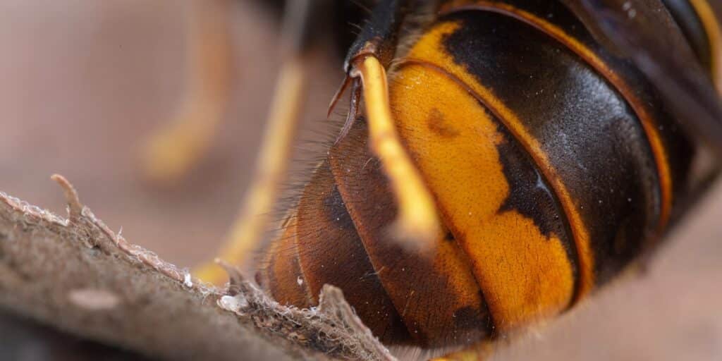 Asian hornet abdomen