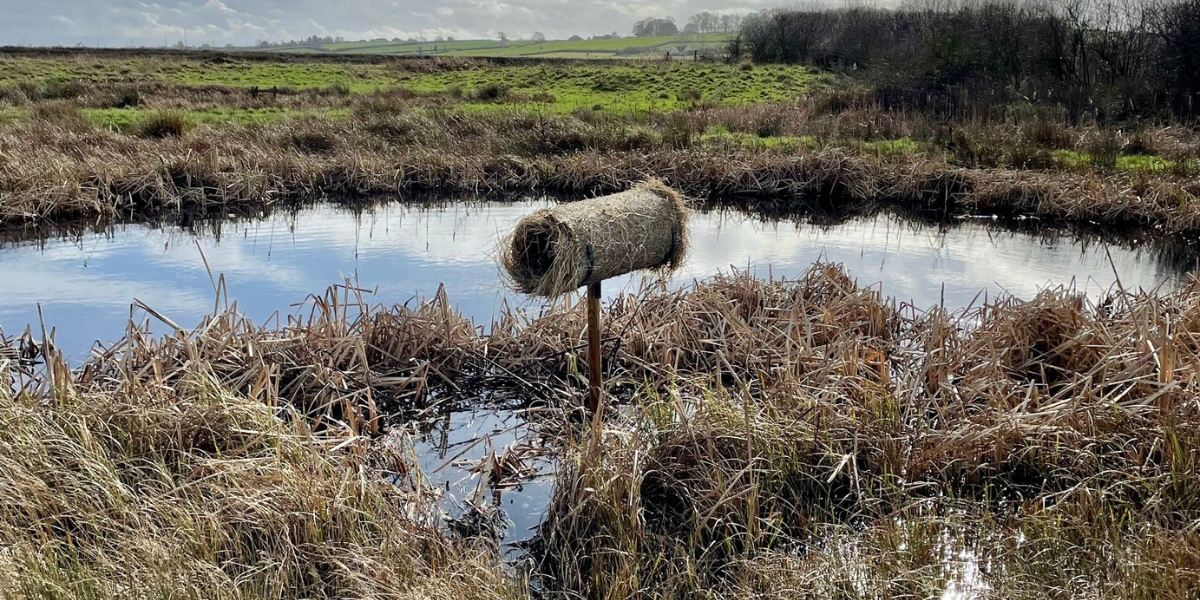 BBWA put up duck nest tubes to support mallards