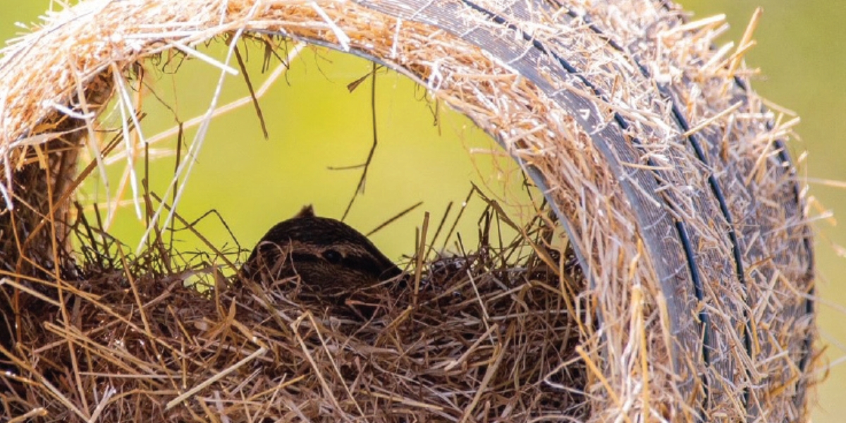 BBWA put up duck nest tubes to support mallards