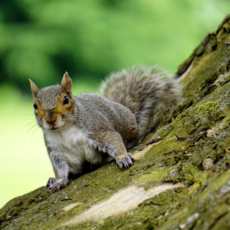 grey squirrel on a tree