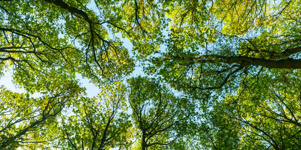 woodland canopy