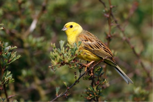 yellowhammer in a hedge